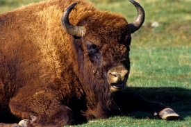 Zubr se svými deseti metráky připomíná malý tank